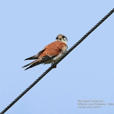 Falco cenchroides (Nankeen Kestrel) at Undefined - 1 Sep 2016 by Charles Dove