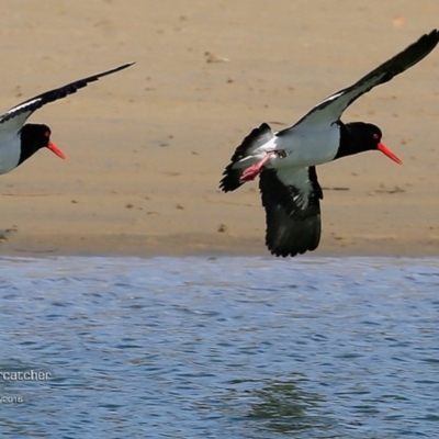 Haematopus longirostris (Australian Pied Oystercatcher) at Undefined - 5 Sep 2016 by CharlesDove