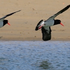 Haematopus longirostris (Australian Pied Oystercatcher) at Undefined - 4 Sep 2016 by Charles Dove