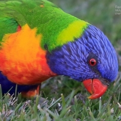 Trichoglossus moluccanus (Rainbow Lorikeet) at Undefined - 2 Sep 2016 by Charles Dove