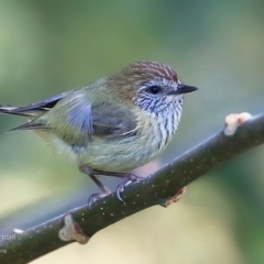 Acanthiza lineata (Striated Thornbill) at Undefined - 2 Sep 2016 by Charles Dove