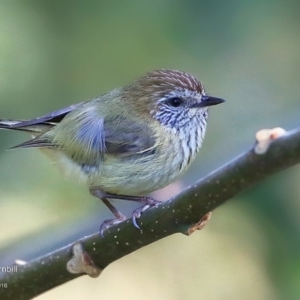 Acanthiza lineata at undefined - 3 Sep 2016