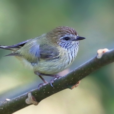 Acanthiza lineata (Striated Thornbill) at Undefined - 3 Sep 2016 by Charles Dove