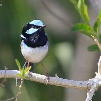 Malurus cyaneus (Superb Fairywren) at Undefined - 4 Sep 2016 by Charles Dove