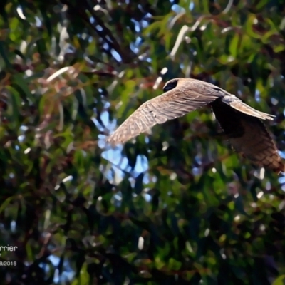 Circus approximans (Swamp Harrier) at Undefined - 5 Sep 2016 by CharlesDove