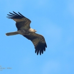 Haliastur sphenurus (Whistling Kite) at Undefined - 2 Sep 2016 by CharlesDove