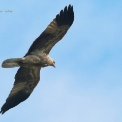 Haliastur sphenurus at undefined - 2 Sep 2016 12:00 AM