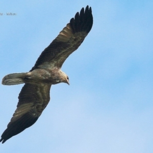 Haliastur sphenurus at undefined - 2 Sep 2016 12:00 AM