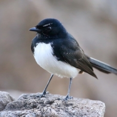 Rhipidura leucophrys (Willie Wagtail) at Undefined - 2 Sep 2016 by Charles Dove