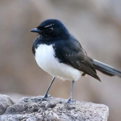 Rhipidura leucophrys (Willie Wagtail) at Undefined - 3 Sep 2016 by CharlesDove