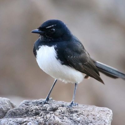 Rhipidura leucophrys (Willie Wagtail) at Undefined - 3 Sep 2016 by CharlesDove