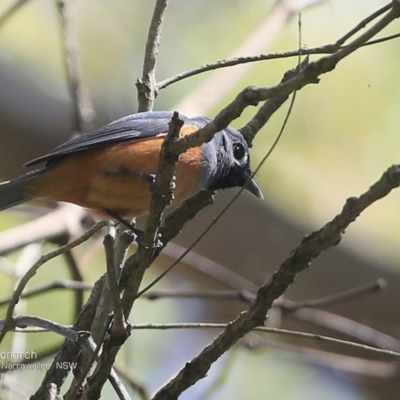 Monarcha melanopsis (Black-faced Monarch) at Garrads Reserve Narrawallee - 20 Oct 2016 by CharlesDove