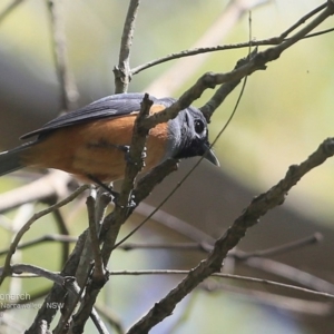 Monarcha melanopsis at Garrads Reserve Narrawallee - 20 Oct 2016