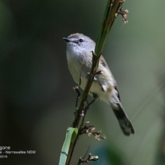 Gerygone mouki (Brown Gerygone) at Garrads Reserve Narrawallee - 26 Oct 2016 by Charles Dove