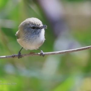 Gerygone mouki at Narrawallee Foreshore and Reserves Bushcare Group - 27 Oct 2016