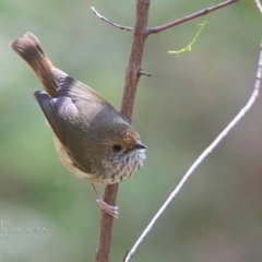 Acanthiza pusilla (Brown Thornbill) at Ulladulla Wildflower Reserve - 25 Oct 2016 by Charles Dove