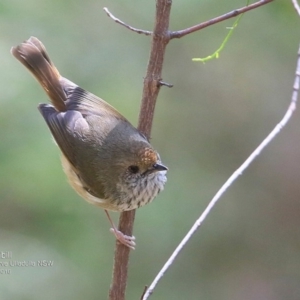 Acanthiza pusilla at Ulladulla Wildflower Reserve - 26 Oct 2016 12:00 AM