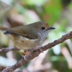 Acanthiza pusilla at Ulladulla Wildflower Reserve - 26 Oct 2016 12:00 AM