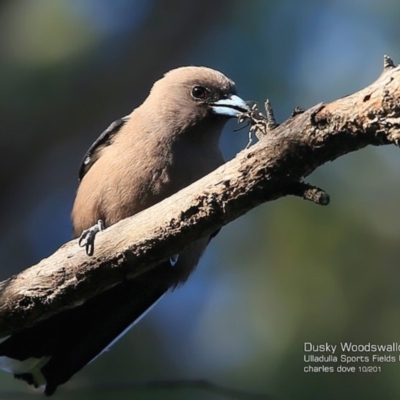 Artamus cyanopterus (Dusky Woodswallow) at Undefined - 21 Oct 2016 by Charles Dove