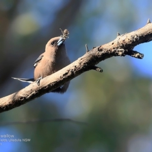 Artamus cyanopterus at undefined - 22 Oct 2016