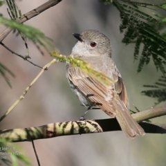 Pachycephala pectoralis (Golden Whistler) at Coomee Nulunga Cultural Walking Track - 24 Oct 2016 by Charles Dove