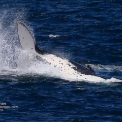 Megaptera novaeangliae (Humpback Whale) at Undefined - 19 Oct 2016 by CharlesDove