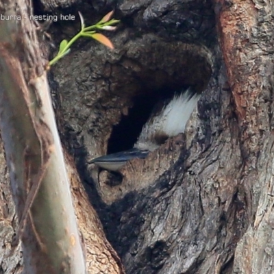 Dacelo novaeguineae (Laughing Kookaburra) at Undefined - 21 Sep 2016 by Charles Dove