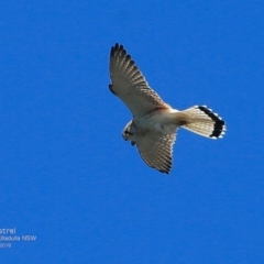 Falco cenchroides (Nankeen Kestrel) at Ulladulla, NSW - 23 Oct 2016 by Charles Dove