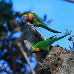 Trichoglossus moluccanus (Rainbow Lorikeet) at Undefined - 21 Oct 2016 by Charles Dove