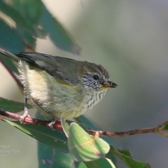 Acanthiza lineata (Striated Thornbill) at Undefined - 21 Oct 2016 by Charles Dove