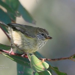 Acanthiza lineata at undefined - 22 Oct 2016 12:00 AM