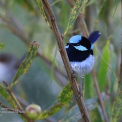 Malurus cyaneus (Superb Fairywren) at Undefined - 23 Oct 2016 by Charles Dove