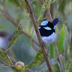 Malurus cyaneus (Superb Fairywren) at Undefined - 24 Oct 2016 by CharlesDove
