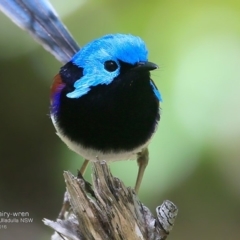 Malurus lamberti (Variegated Fairywren) at Ulladulla - Warden Head Bushcare - 17 Oct 2016 by Charles Dove