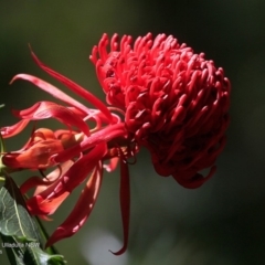 Telopea speciosissima (NSW Waratah) at South Pacific Heathland Reserve - 19 Oct 2016 by Charles Dove