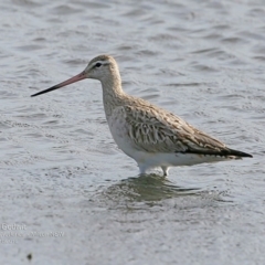 Limosa lapponica (Bar-tailed Godwit) at Undefined - 11 Oct 2016 by Charles Dove