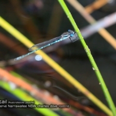 Austrolestes psyche (Cup Ringtail) at Garrads Reserve Narrawallee - 13 Oct 2016 by Charles Dove