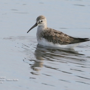 Calidris ferruginea at undefined - 12 Oct 2016