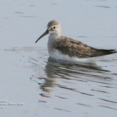 Calidris ferruginea (Curlew Sandpiper) at Undefined - 12 Oct 2016 by CharlesDove