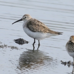 Calidris ferruginea at undefined - 12 Oct 2016 12:00 AM