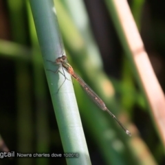 Austrolestes analis (Slender Ringtail) at Undefined - 19 Oct 2016 by Charles Dove