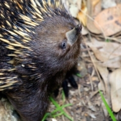 Tachyglossus aculeatus (Short-beaked Echidna) at Undefined - 18 Oct 2016 by CharlesDove