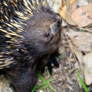 Tachyglossus aculeatus at undefined - 18 Oct 2016 12:00 AM