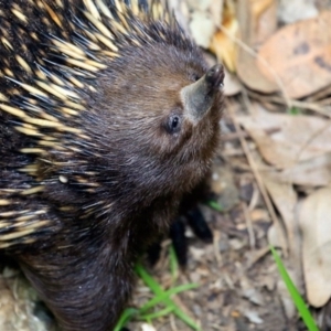 Tachyglossus aculeatus at undefined - 18 Oct 2016