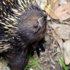 Tachyglossus aculeatus (Short-beaked Echidna) at Undefined - 17 Oct 2016 by Charles Dove