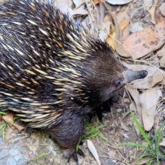 Tachyglossus aculeatus at undefined - 18 Oct 2016 12:00 AM