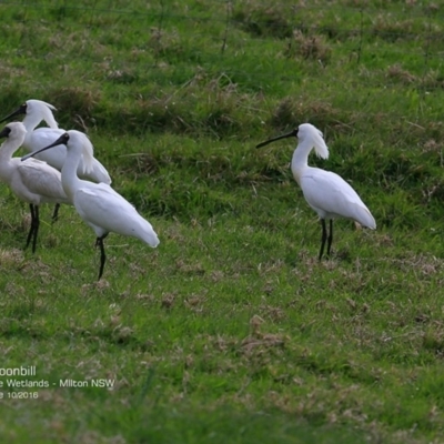 Platalea regia (Royal Spoonbill) at Undefined - 12 Oct 2016 by CharlesDove