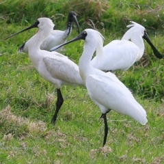 Platalea regia at undefined - 12 Oct 2016