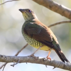 Ptilonorhynchus violaceus (Satin Bowerbird) at Burrill Lake Aboriginal Cave Walking Track - 11 Oct 2016 by Charles Dove