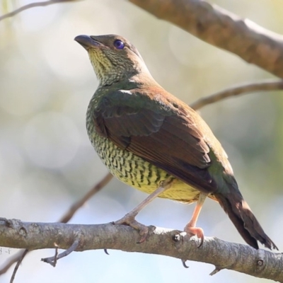 Ptilonorhynchus violaceus (Satin Bowerbird) at Burrill Lake Aboriginal Cave Walking Track - 11 Oct 2016 by Charles Dove